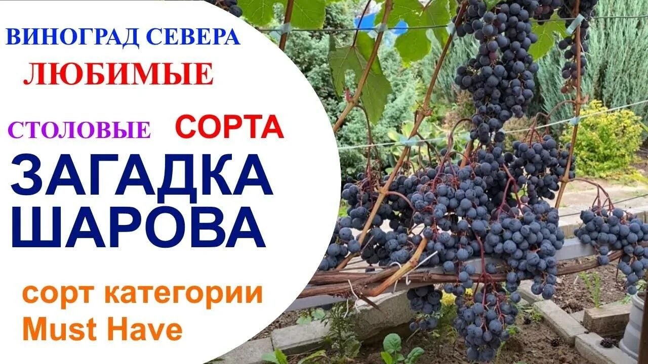 Загадка шарова описание сорта. Сорт винограда загадка Шарова. Виноград загадка Шарова описание сорта. Сорт винограда загадка. Загадка про виноград.