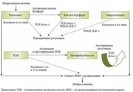 Фиброз печени клинические рекомендации