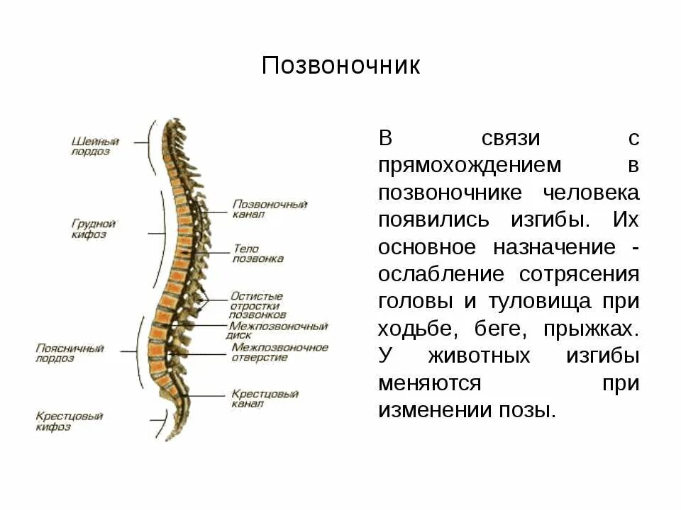 Полуподвижное соединение костей в позвоночнике. Соединение костей грудной позвонок. Строение кости изгибы позвоночника. Особенности позвоночника человека.