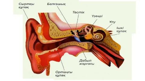 Клитор Гиннестің рекордтар кітабы
