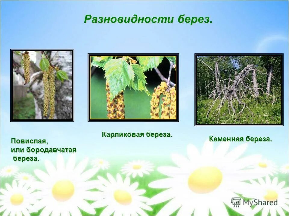 видовое название березы. виды бере. сорта березы. виды берёз в россии. разновидности березы в россии.
