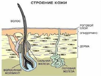 Функции потовых сальных желез