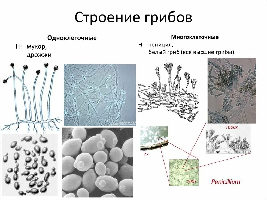 Грибы мукор пеницилл дрожжи. Мицелий одноклеточных грибов. Одноклеточные грибы строение мукор. Микроскопические мицелиальные грибы. Строение грибов одноклеточных и многоклеточных.