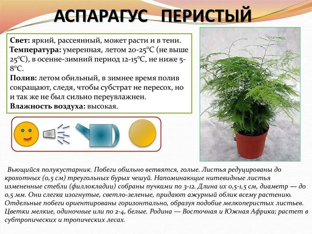 Аспарагус перистый комнатное растение. Аспарагус Шпренгера Родина растения. Родина аспарагуса комнатного растения. Аспарагус серповидный черенки. Опишите особенности растений каланхоэ и аспарагуса