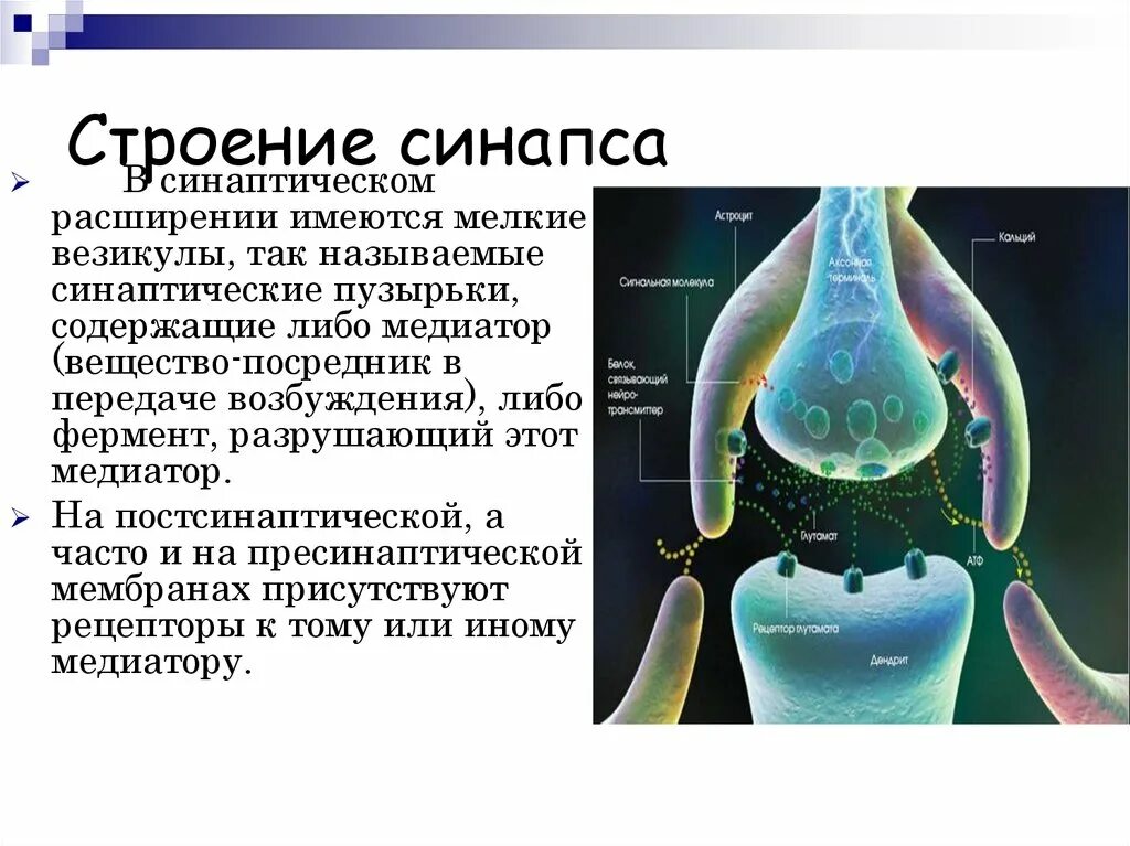 Синапс представляет собой. Синапс представляет собой