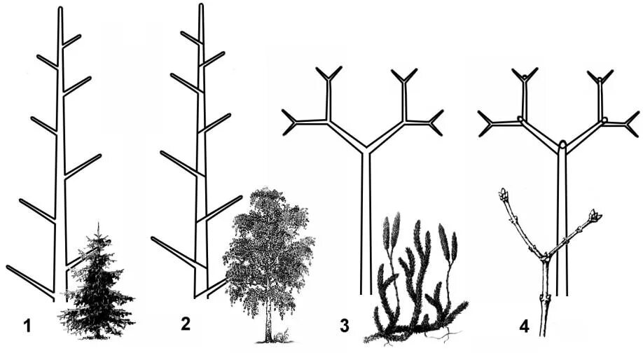 Типы ветвления стебля. Верхушечное ветвление побегов. Моноподиальное ветвление побега. Моноподиальное ветвление стебля.