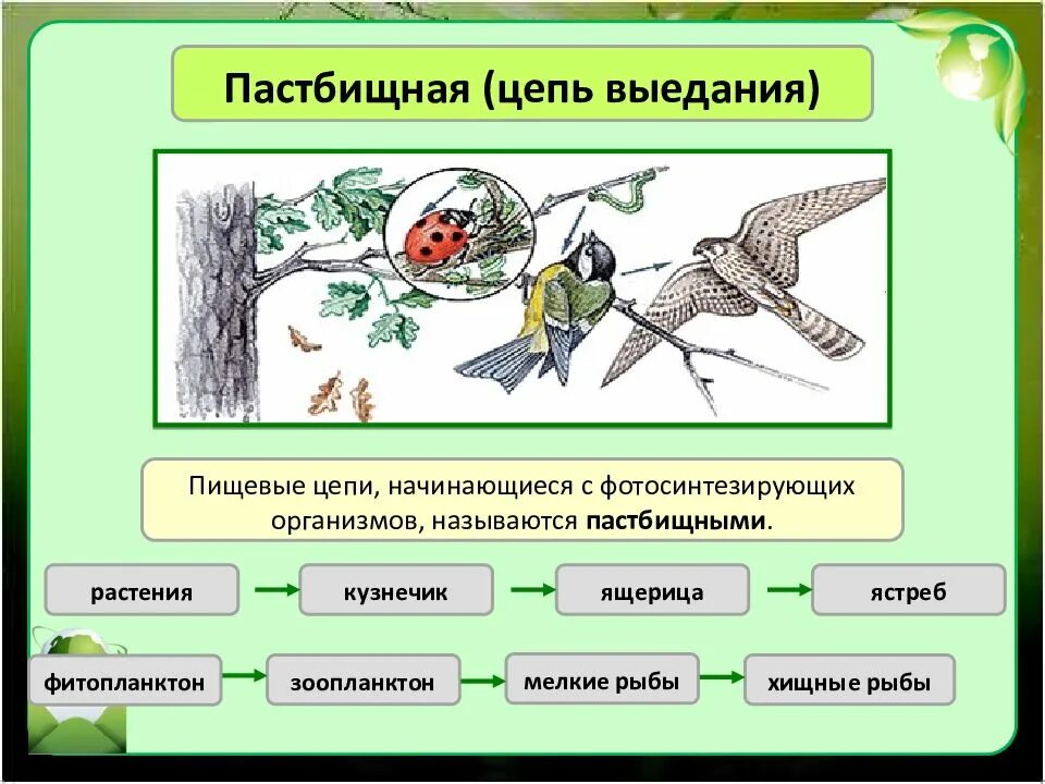 Какая цепь питания составлена правильно кузнечик растения. Пастбищная цепь и цепь выедания. Пищевые Цепочки детритные. Цепь выедания пастбищная. Цепи питания пастбищные и детритные схема.