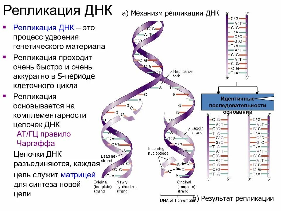 Как называются цепи днк. Репликация и редупликация ДНК. Процесс репликации дезоксирибонуклеиновой кислоты. Репликация молекулы ДНК (РНК). Описание основных этапов репликации ДНК.