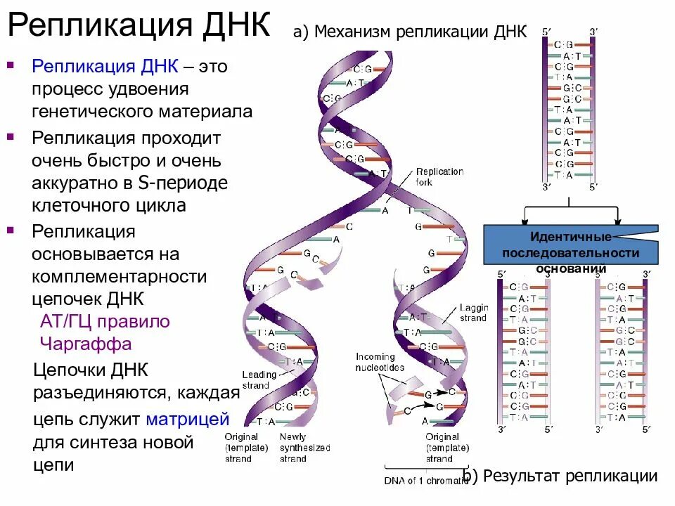 Репликация днк происходит в профазе. Репликация самоудвоение днк. репликация и редупликация днк. схема репликации молекулы днк. процесс репликации дезоксирибонуклеиновой кислоты.