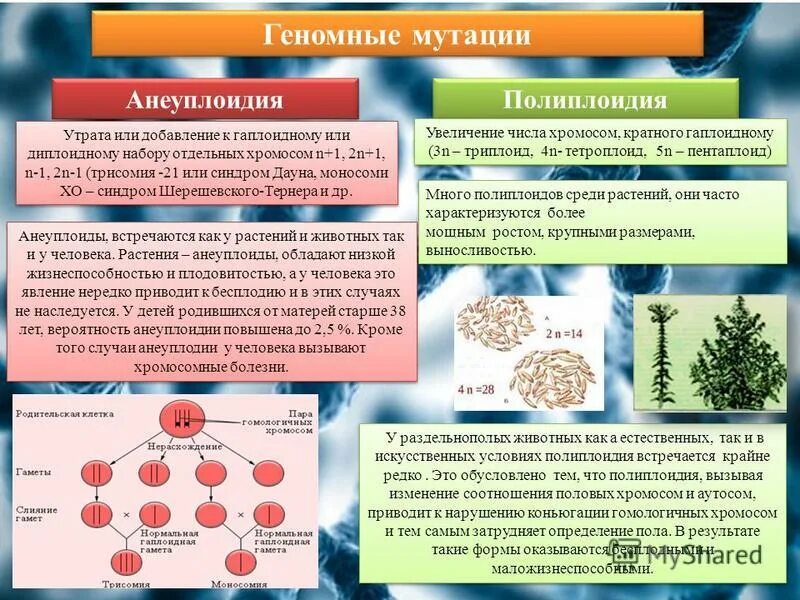 Геномные мутации примеры. Полиплоидия и анеуплоидия примеры. Геномные мутации полиплоидия и анеуплоидия. Пример геннотипной мутации.