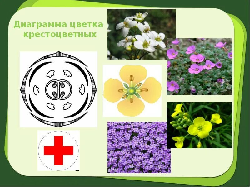 Диаграмма семейства крестоцветных. Модель цветка крестоцветных. Формула цветка крестоцветных. Диаграмма цветка рисунок крестоцветные. Семейство крестоцветные строение цветка.