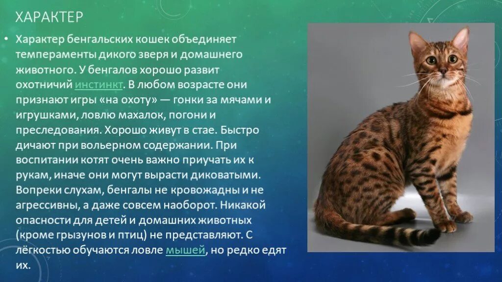 Описание домашнего кота 2 класс. Бенгальская кошка. Кошки бенгальской породы. Бенгальская Шотландская кошка. Описание кошки.