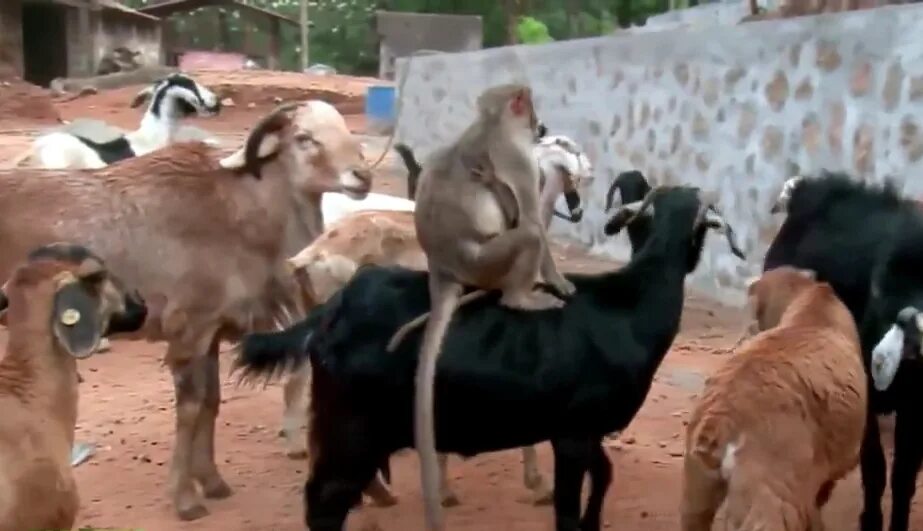 обезьяна и коза. обезьяна и коза. обезьяна и баран. обезьяна и коза. козёл и мартышка.