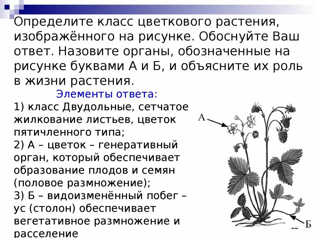 Какой тип питания характерен для лютика весеннего. Определите класс и семейство цветкового растения. К какому классу относят растение изображенное на рисунке. Задания ЕГЭ растения. Задание по семействам растений.