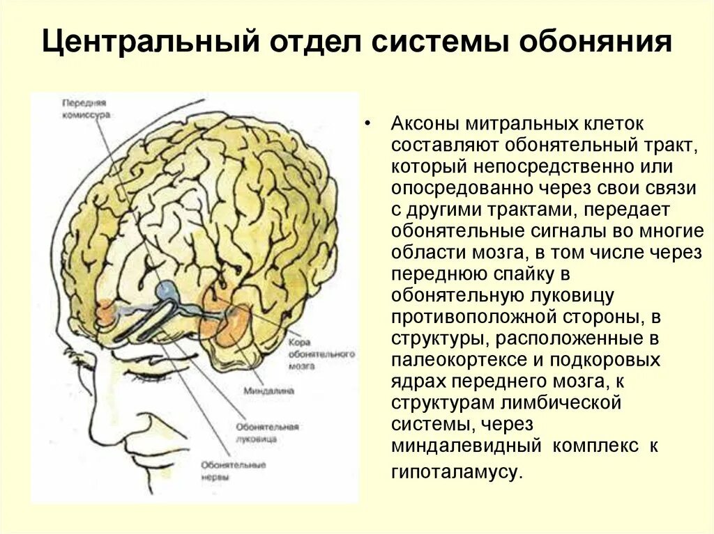 Обонятельные доли мозга. Центральный отдел анализатора обоняния. Обонятельный анализатор Центральный отдел анализатора. Центральный отдел анализатора обоняния располагается в. Центральный отдел обонятельного анализатора схема.