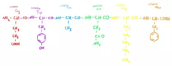 Тир формула. Формула трипептида гли-фен-Лиз. Структурная формула трипептида. Трипептид цис-тир-сер формула. Фен-ала-гли формула трипептида.