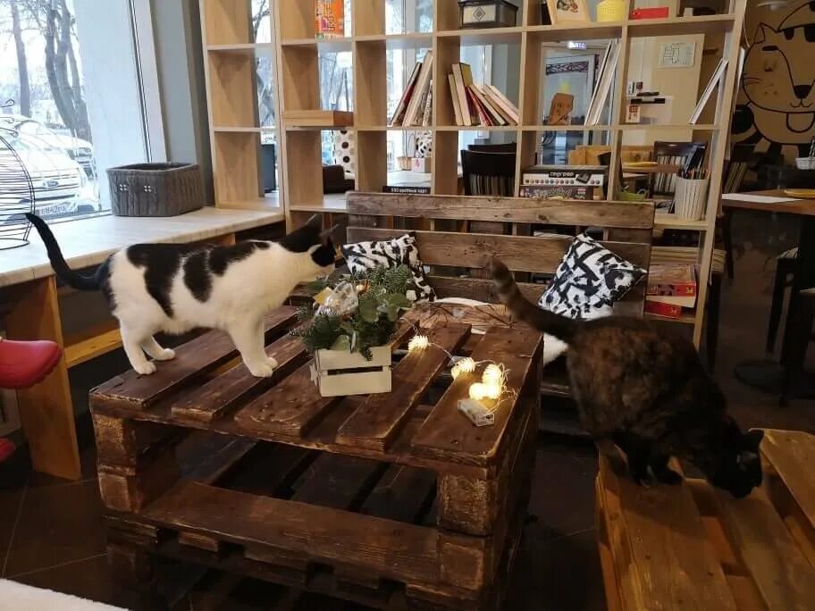 9 Cutest Animal Cafes Around the World Cat cafe, Cute animals, Animal articles