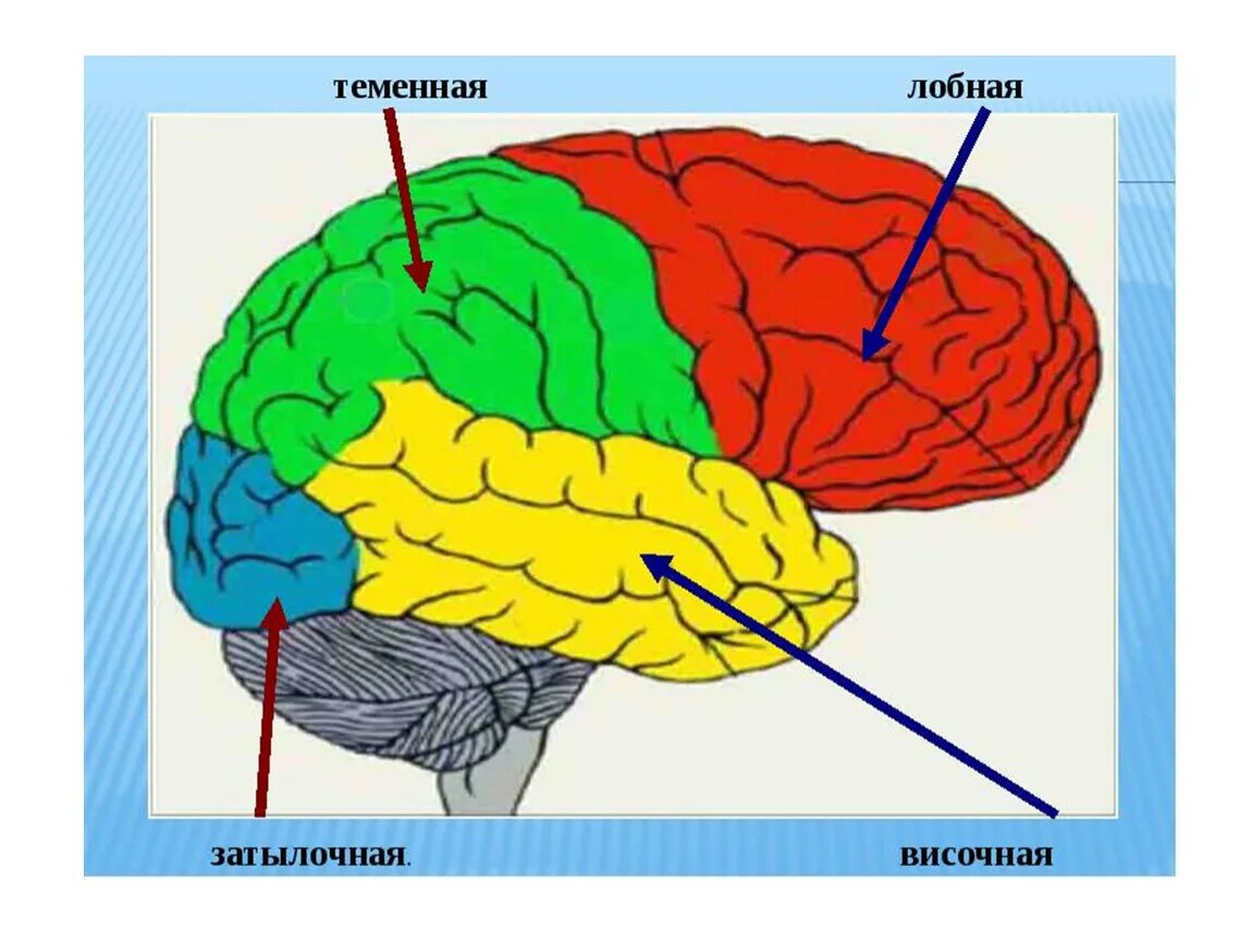 Основные доли мозга. Доли больших полушарий головного мозга 8 класс. Доли полушария большого мозга биология 8 класс. Строение больших полушарий головного мозга. 8 Класс.