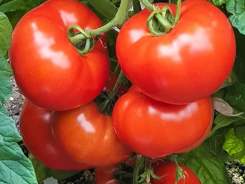 томат изобильный f1 гавриш. изобильный f1. томат изобильный f1 гавриш. семена огурец "изящный" семетра (0. изобильный f1.