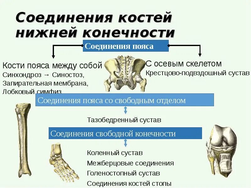 Соединение костей скелета нижней конечности. Соединение костей пояса нижней конечности вид спереди. Скелет нижних конечностей типы соединения костей. Строение и соединение костей свободной нижней конечности. Ковид кости