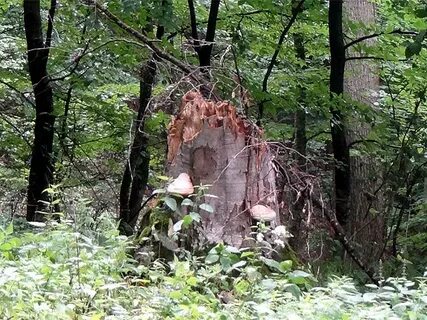 Пень пнем череповец