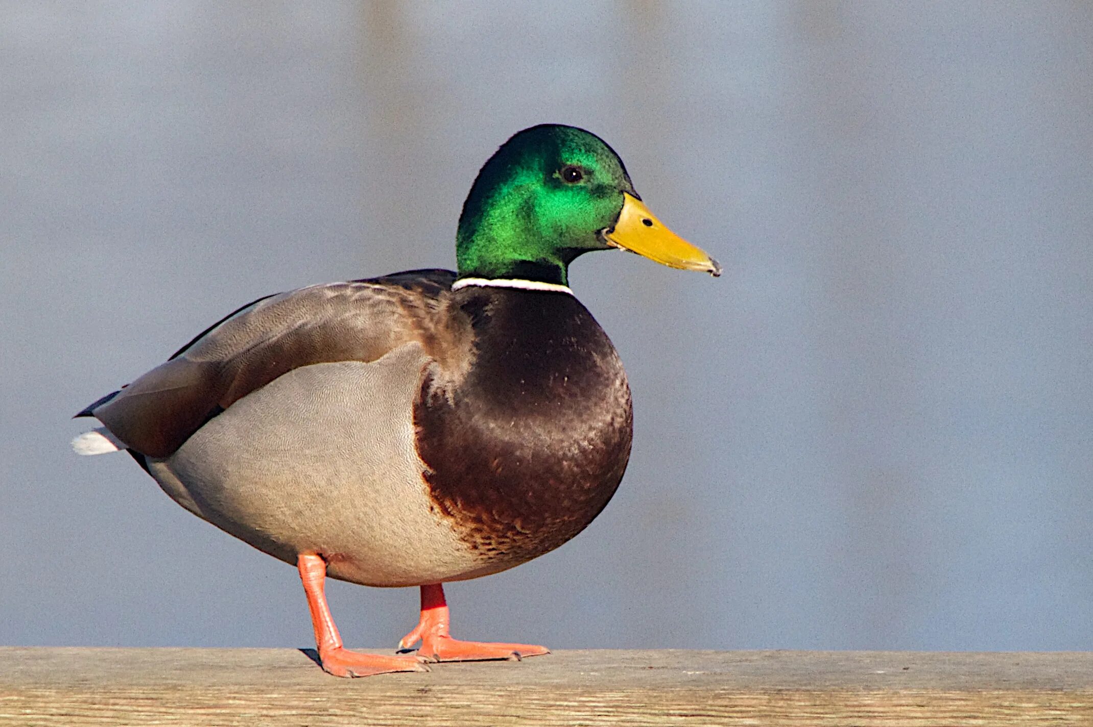 Duck source. Птица утка кряква. Кряква, чирок,Огарь. Селезень утки. Домашние птицы утка селезень.