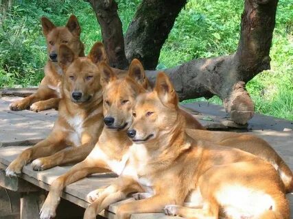 Большая собака динго