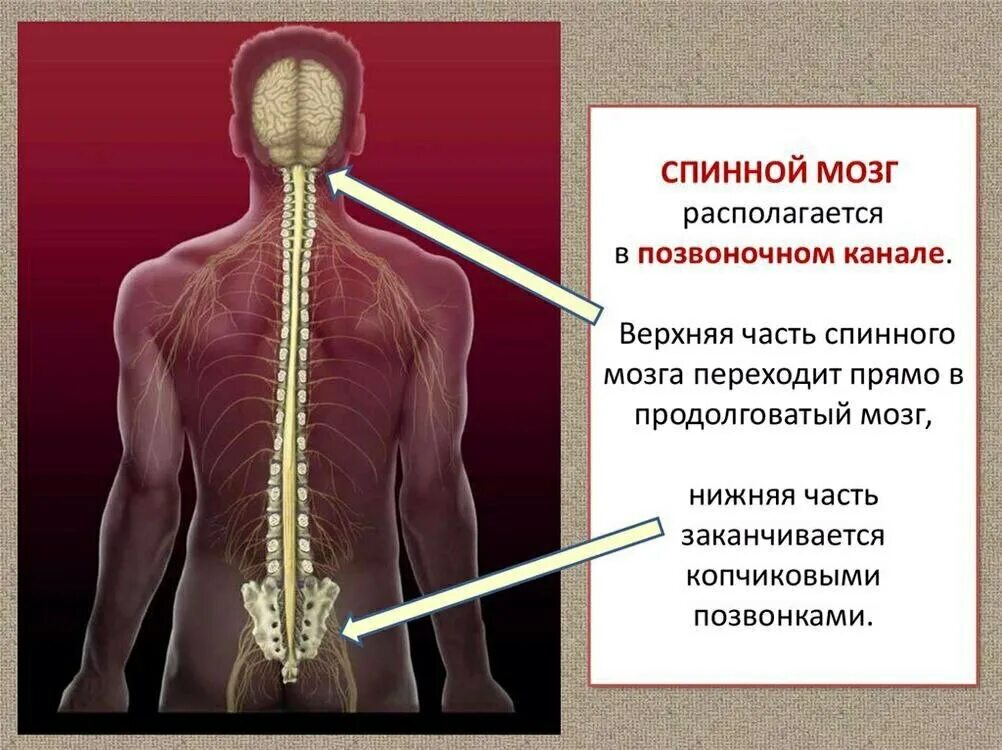 Спинной мозг у взрослого человека. Спинной мозг. Расположение спинного мозга человека. Спинной мозг располагается. Спиноиной мозг.