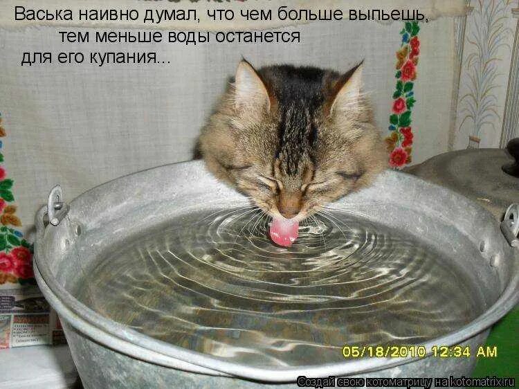 Котенок не пьет что делать