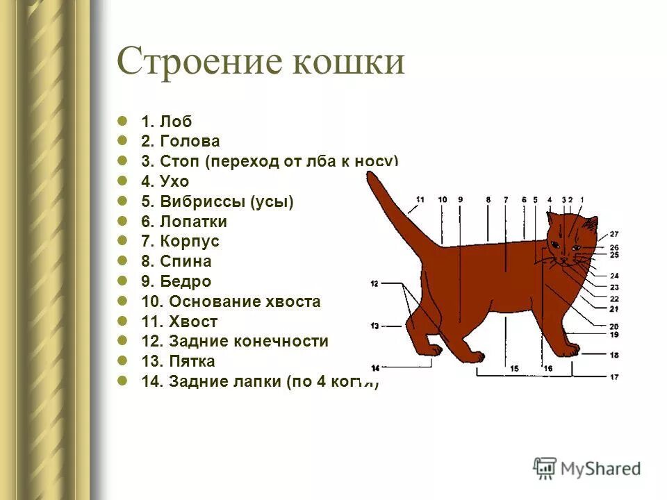 Внешнее строение кошки кратко. Строение кошки. Строение головы кошки.