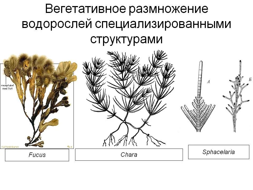 Какие водоросли размножаются. Вегетативное размножение бурых водорослей. Бесполое вегетативное размножение водорослей. Размножение фукуса водоросли. Вегетативное размножение зеленых водорослей.