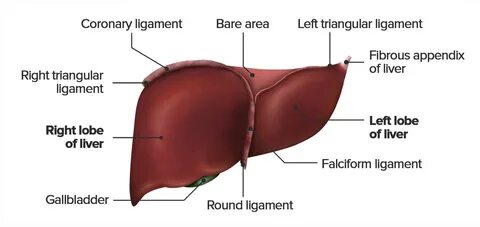 Liver: Anatomy Concise Medical Knowledge.