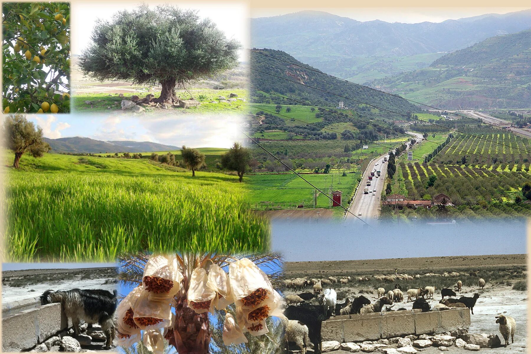 Сравнение сельского хозяйства алжира и эфиопии география. Алжир сельское хозяйство. Экономика Алжир сельские хозяйства. Королевство Марокко сельское хозяйство. Земледелие в Алжире.