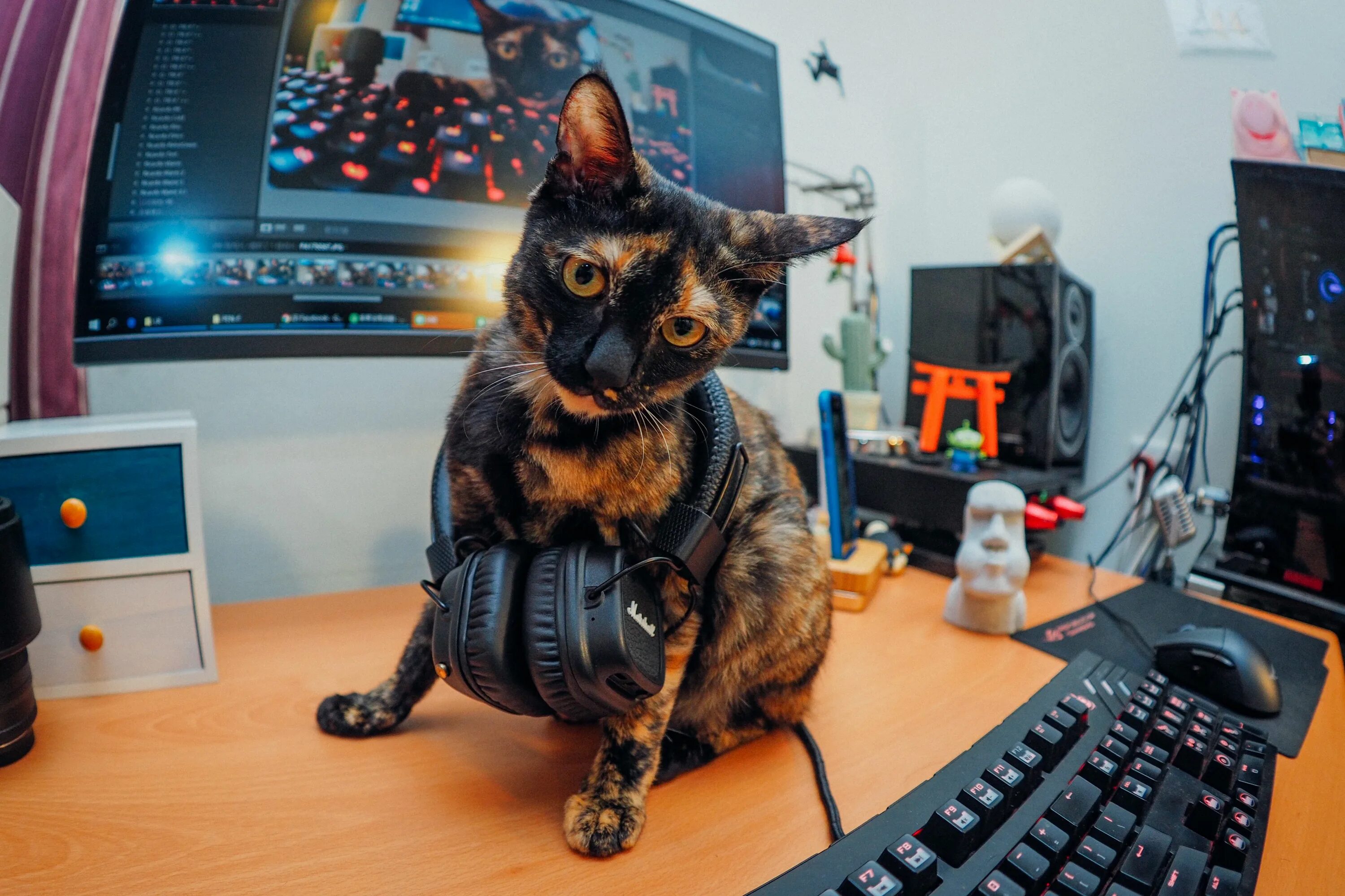 Кот геймер. Крутой кот. Компьютерная кошка. Кот и компьютер.