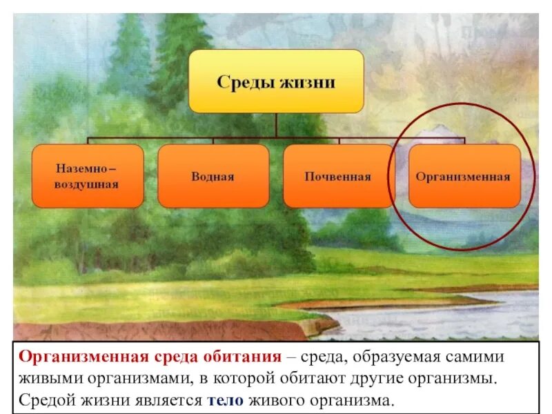 Доклад по биологии на тему среды обитания. Среда обитания. Среды обитания живых организмов. Организменная среда среда обитания. Разрушение среды обитания.