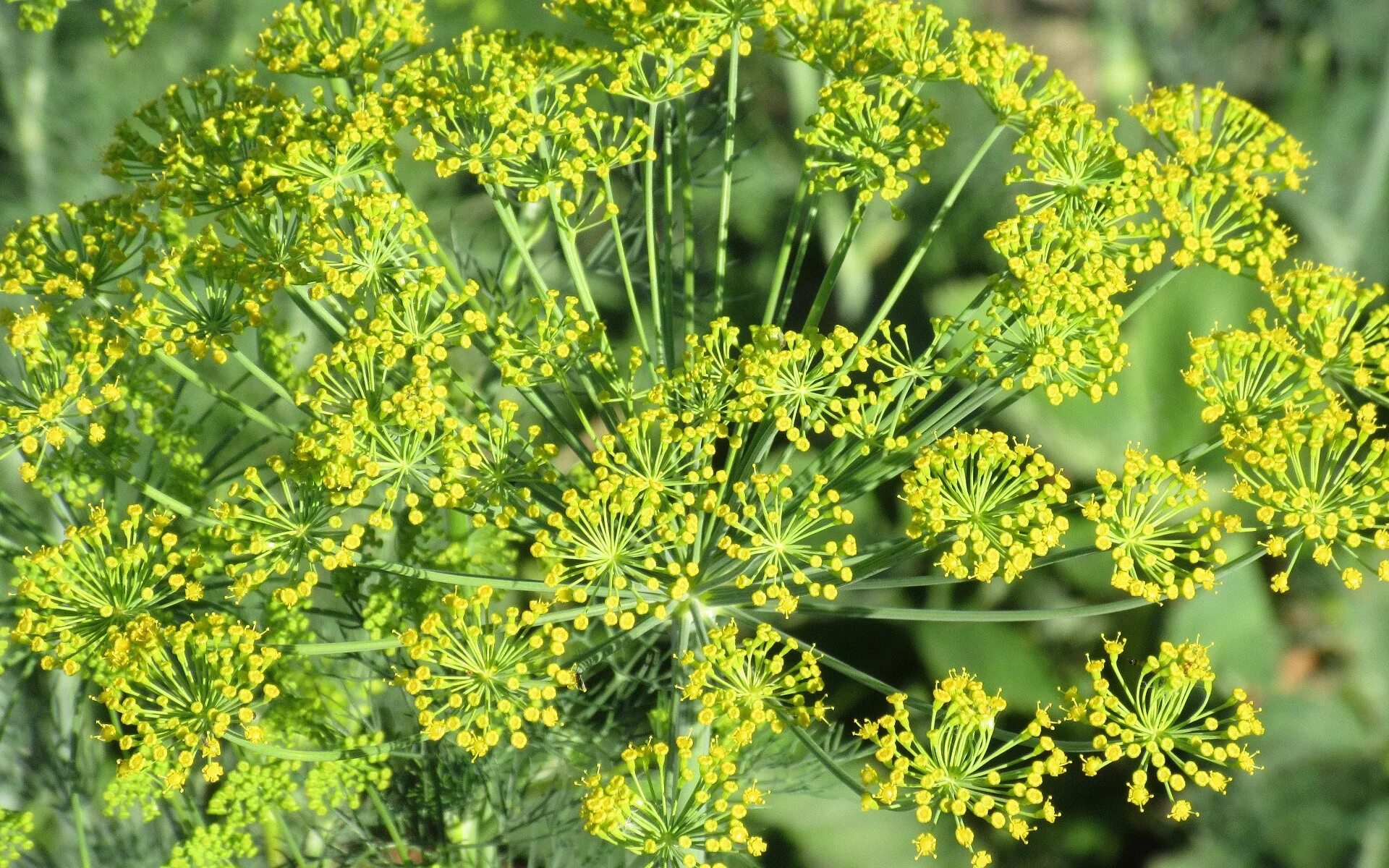Фенхель зонтичные. Как называется растение похожее на. Укроп буян семена. Полынь абротан божье дерево. Как называется растение похожее на.