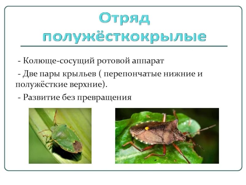 Постельные клопы фазы развития. Отряд клопы ротовой аппарат. Отряд полужесткокрылые тип развития. Внешнее строение полужесткокрылых. Отряд полужесткокрылые.