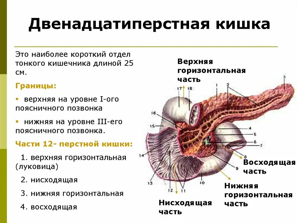 12 п кишка. Отделы 12 перстной кишки анатомия. Части 12 перстной кишки анатомия. 12 Ти перстная кишка анатомия.