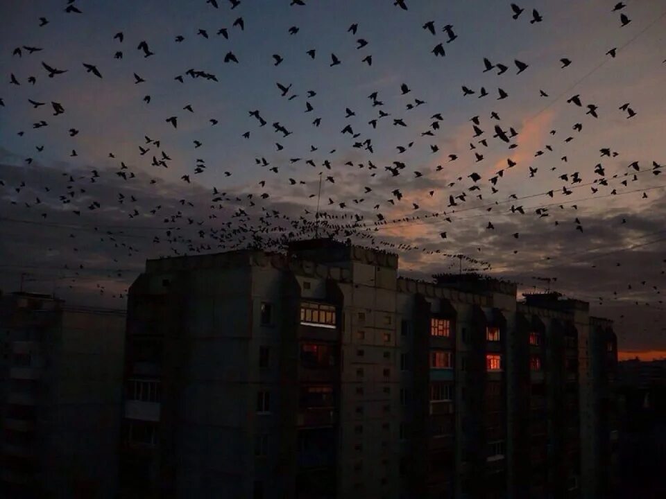 Ночная жизнь птиц. Воронка из ворон ночной дозор. Птицы в небе. Стая птиц.