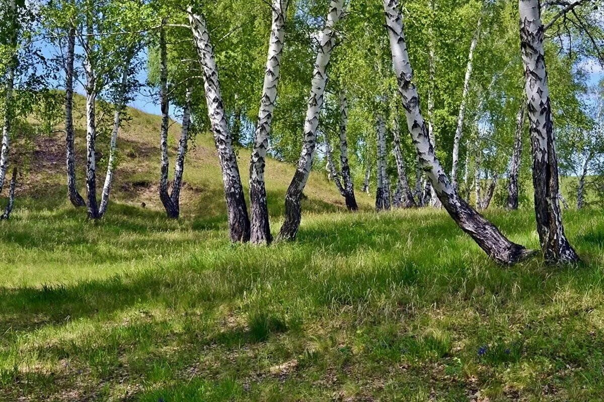 Тульская березка. Березовая роща Якутии. Березовая роща Алтайский край. Березовая роща Поляна. Природа Якутии березы.