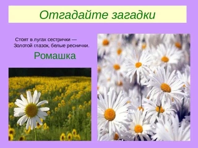 Загадка про ромашку. Стоят в лугах сестрички золотой глазок белые реснички. Золотой глазок белые реснички. Стоят в лугах сестрички отгадка. Отгадай загадку белая корзинка золотое донце