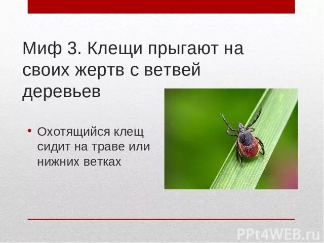 Блещащий или. Блещащий или