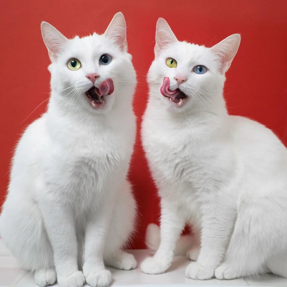 Две белые кошки