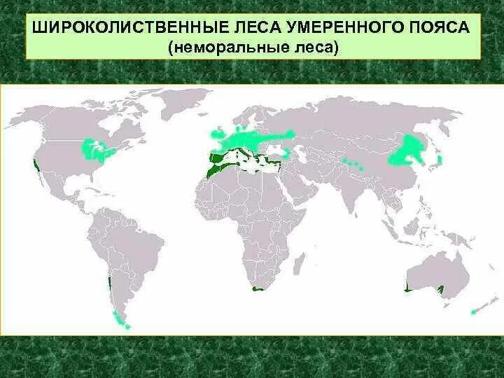 В каких странах есть леса. Зона широколиственных лесов на карте России. Широколиственные леса ареал распространения. Лиственные и широколиственные леса на карте России.