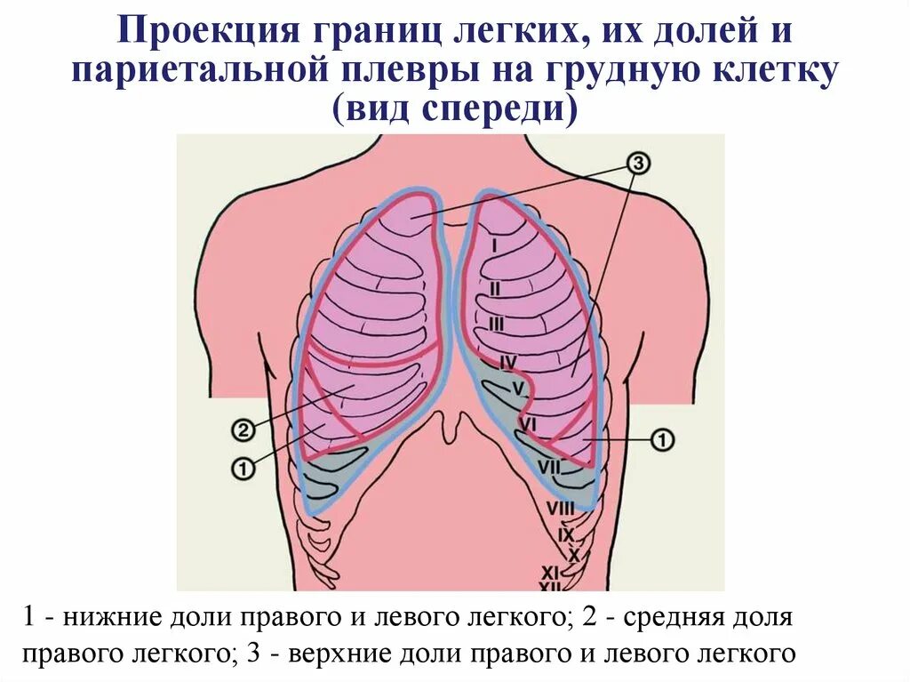 Проекция долей лёгких на грудную клетку. Проекция границ легких и плевры на грудную клетку. Проекция границ плевры на грудную стенку. Проекция долей легких на поверхность грудной клетки пропедевтика.