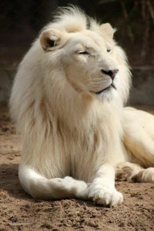 Sjældne albino-løver sluppet fri i zoo - Avisen.dk
