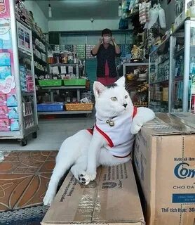 Cat shopping