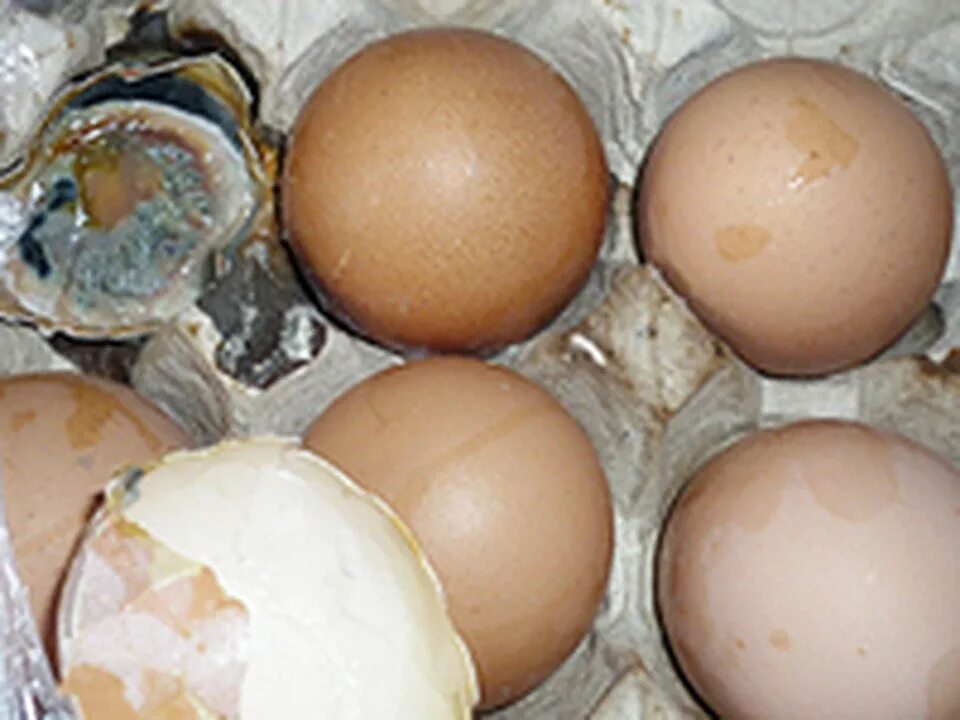 Во рту тухлый яиц. Тухлое яйцо. Прелые яйца. Тухлые яйца в магазине. Гнилые яйца.