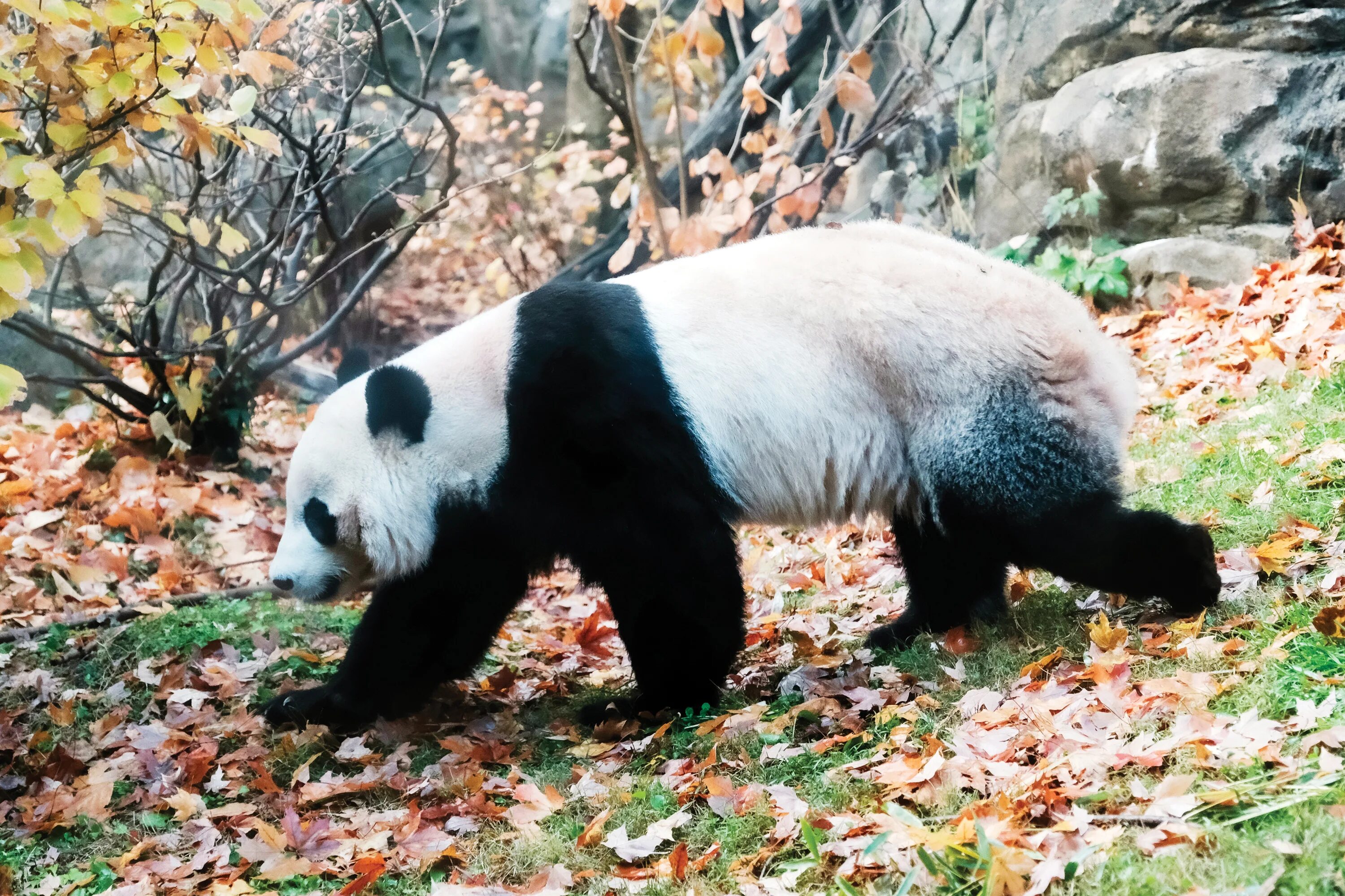 Pandas resample