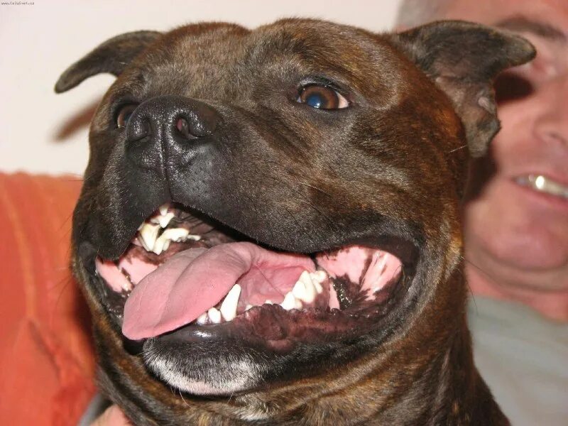 Стаффордширский бультерьер оскал. Питбуль зубы. Американский стаффордширский терьер улыбка. Питбуль зубы. Бойцовский бультерьер.